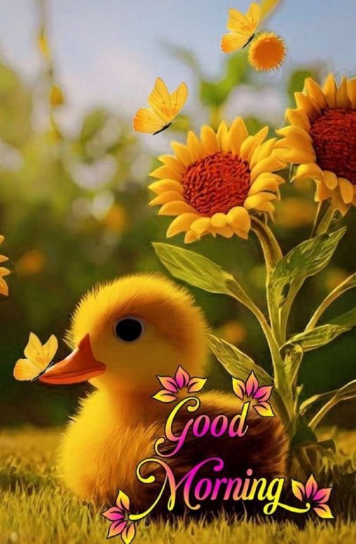 Good morning image with duck and sunflower