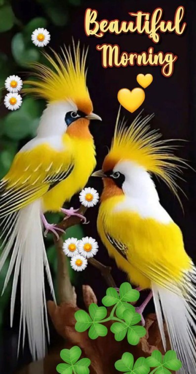 Absolutely amazing birds