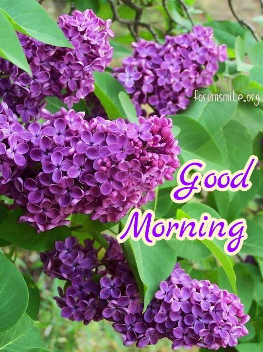 This morning a bouquet of lilacs for you