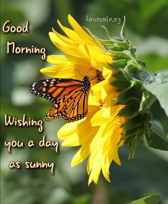 Good Morning, wishing you a day as sunny