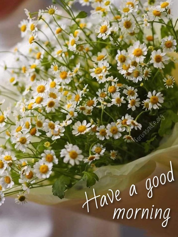 Greeting card with daisies, good morning!