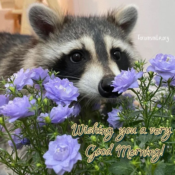 Raccoon wishes you a perfect morning!