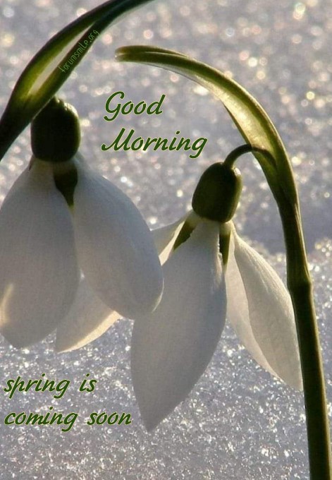 Early morning snowdrops look through the snow