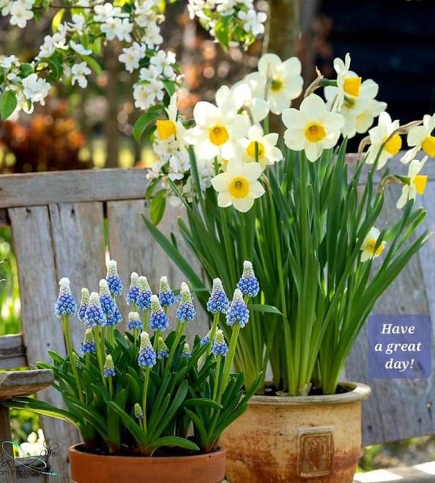 The image showcases several flower pots placed near a wooden fence