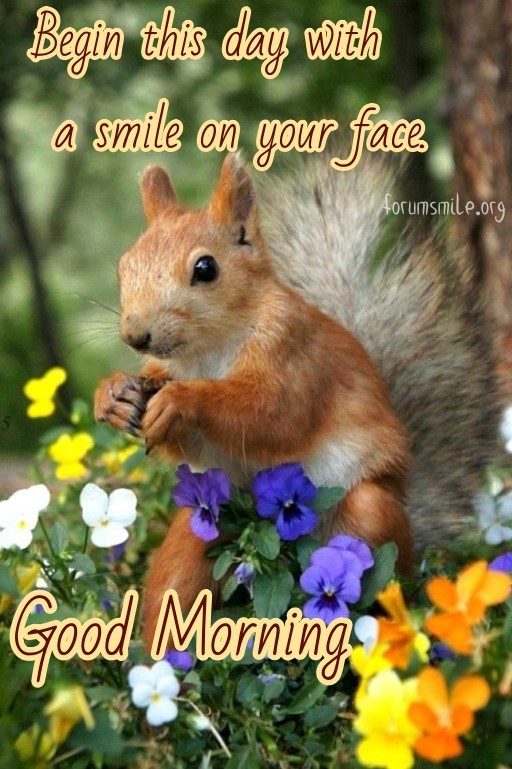 Image with a squirrel, begin this day with a smile